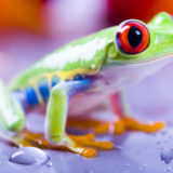 Eating “frogs”. A strategy for getting more done daily.